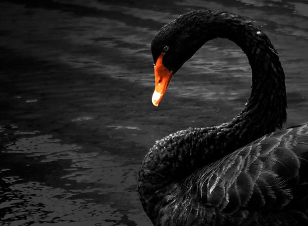 Il Cigno nero in un Oceano Blu